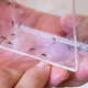 A plastic container containing Aedes aegypti mosquitoes